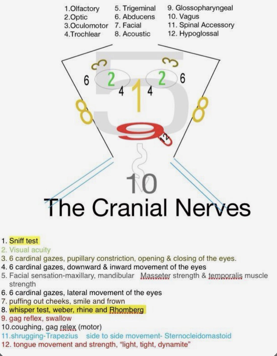 Cranial nerves overview